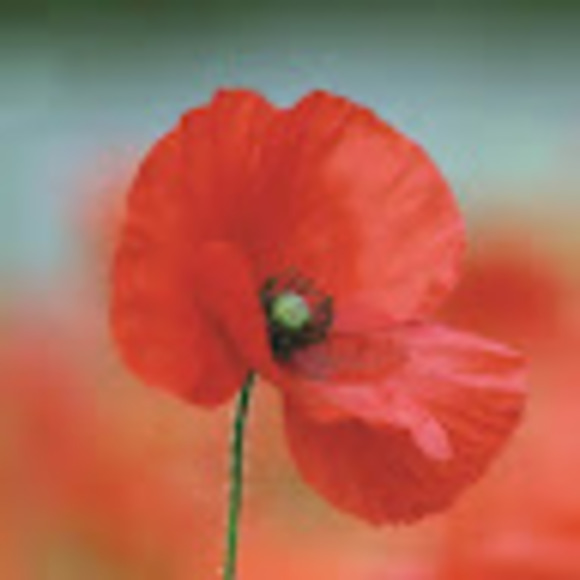 Meet your Posher, Katie - Picture 1 of 1